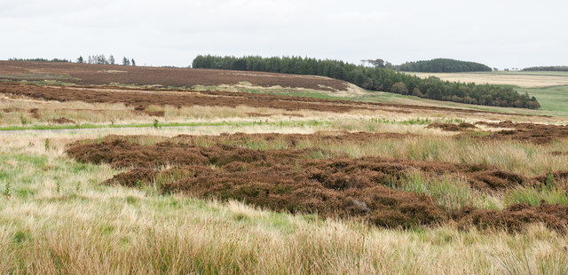 Heather moorland in the Feldom Ranges