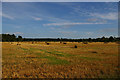 TM3952 : Wheat field south of Tunstall Forest by Christopher Hilton