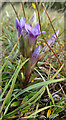 NJ3265 : Field Gentian (Gentianella campestris) by Anne Burgess