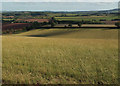 SX8988 : Farmland near Marshall Farm by Derek Harper