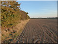  : A field in evening sunlight by Marathon