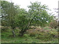 SK0017 : Rugeley (Penkridge Bank) Camp - Centenary Pear Tree by John M