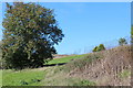 ST1897 : Ash tree on grassy slope, Oakdale by M J Roscoe