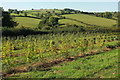 SX8457 : Tree nursery, Stoke Gabriel by Derek Harper