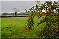 H3975 : Rosehips, Kilmore by Kenneth  Allen