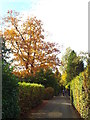 TQ5254 : Autumn colour in Sevenoaks by Malc McDonald