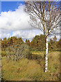 SN6862 : Isolated birch tree on Tregaron Bog, Ceredigion by Roger  D Kidd