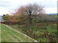 NJ4306 : Autumn colours at Migvie kirkyard by Stanley Howe