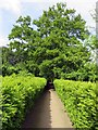 SD4615 : Garden path at Rufford Old Hall by Steve Daniels