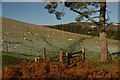 NH4929 : Barnett's Gate at Craigmony, near Drumnadrochit, Highlands by Andrew Tryon