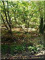 SO2921 : Dappled light, Coed y Cerrig by Christine Johnstone