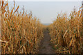 SE4674 : Maize Crop at Church Farm near Little Sessay by Chris Heaton