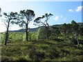 NH1621 : Woodland restoration in Glen Affric by Richard Webb