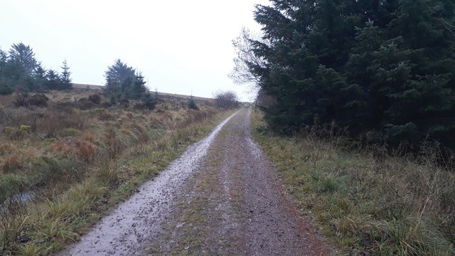 Track in Blengdale Forest