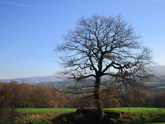 Lone Tree