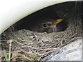 SO1053 : Thrush in the nest by Bill Nicholls