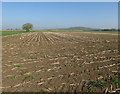 ST4730 : Maize stubble by River Cary by Hugh Venables