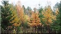 TL7899 : Autumn Larch by David Pashley