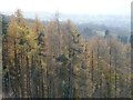 SO7642 : Larch trees on the Malvern Hills by Philip Halling