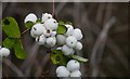 TL8193 : Autumn Snowberries by David Pashley