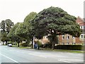 SJ9594 : Trees on Dowson Road by Gerald England