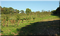 SX8457 : Tree nursery, Stoke Gabriel by Derek Harper