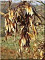 SO7744 : Seedpods on an ash tree by Philip Halling