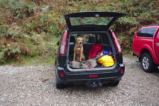 Mountain Rescue Dog