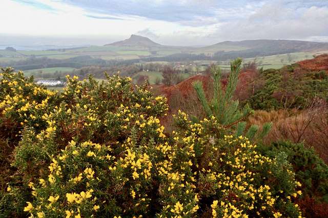 When the gorse is out of bloom, kissings out of fashion