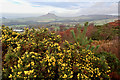 NZ5810 : When the gorse is out of bloom, kissings out of fashion by Mick Garratt