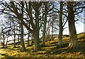 NT2364 : Trees at Castle Knowe by Alan O'Dowd