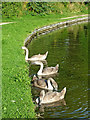 SK0916 : Cygnets at Handsacre in Staffordshire by Roger  D Kidd