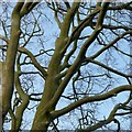 SE2813 : Branching beech by Alan Murray-Rust