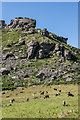 SS7049 : Feral goats, Valley of Rocks by Ian Capper