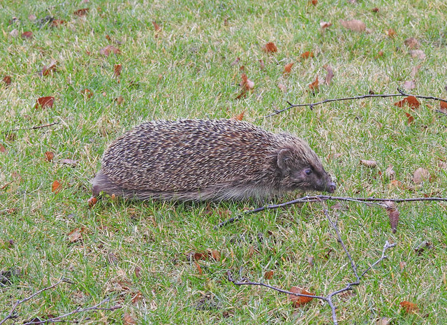 Hedgehog in a hurry