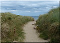 NU2326 : Path through the dunes at Beadnell Bay by Mat Fascione