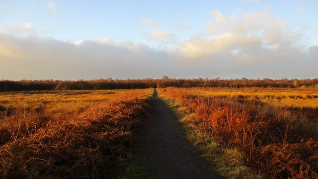 Greenhead Moss