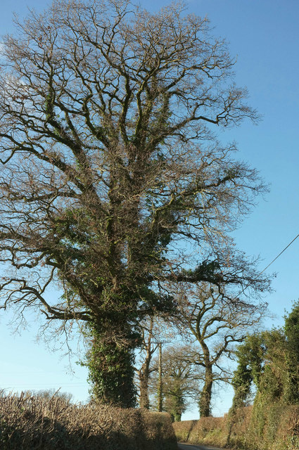 Trees, Younghouse