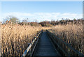 NZ1631 : Boardwalk in reedbed by Trevor Littlewood