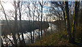 SE4627 : Through trees to the River Aire alongside RSPB Fairburn Ings Nature Reserve by Phil Champion