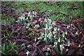 TF0638 : Snowdrops in the churchyard by Bob Harvey