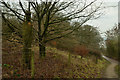 SK2551 : Carved Wooden trunk next to the Footpath, Carsington Water, Derbyshire by Andrew Tryon