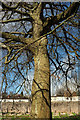 SX9066 : Beech tree, Torquay old cemetery by Derek Harper