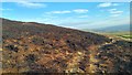 SD9831 : Burnt heather on Shackleton Knoll, above Walshaw by Phil Champion