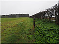 TL8799 : Looking along Peddars Way by David Pashley