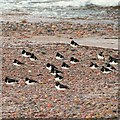 NH8857 : Oystercatchers Roosting on Nairn West beach by valenta