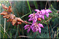 SY9787 : Erica ciliaris (Dorset Heath) by Phil Champion