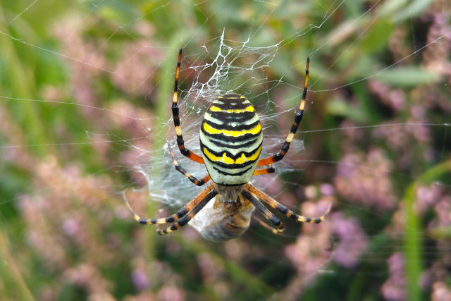 Argiope bruennichi (Wasp Spider)