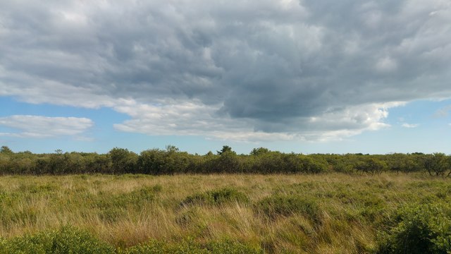 On Studland Heath, Dorset