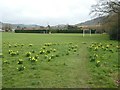 SY1389 : Daffodils and football pitch at Sidford by David Smith